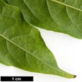 SpeciesSub: var. macrostachya
